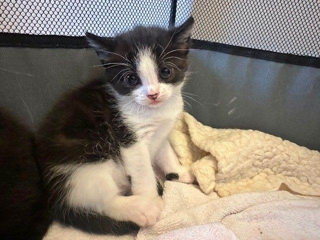 **Last remaining** Gorgeous Black-and-White Kitten Looking for his Forever Home!