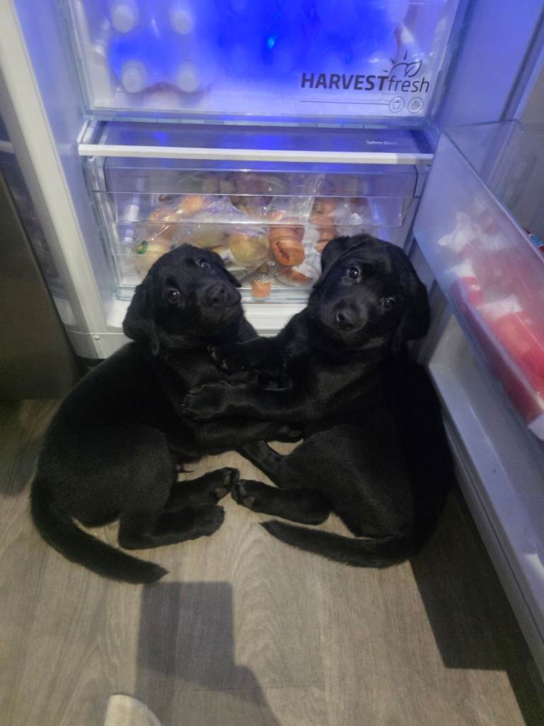 Full labrador pups
