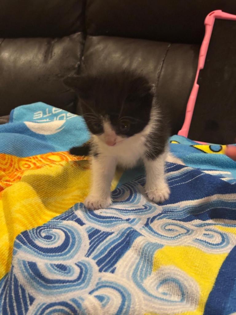 Kitten for lovable home