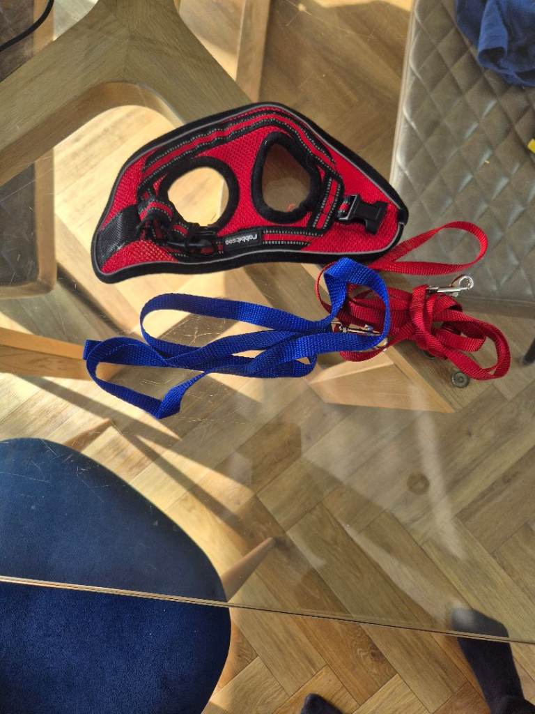 Cat/kitten harness and lead