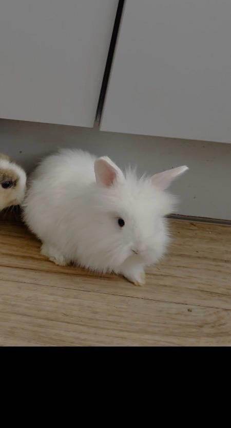 Pure-bred English Angora 
