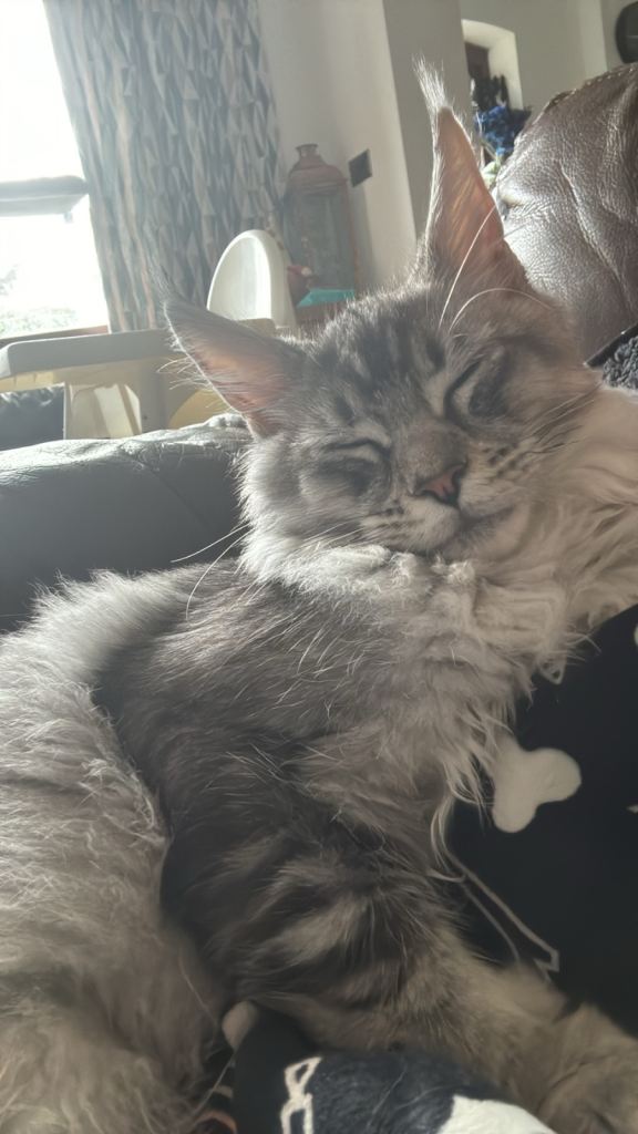 TICA registered pedigree Maine coon