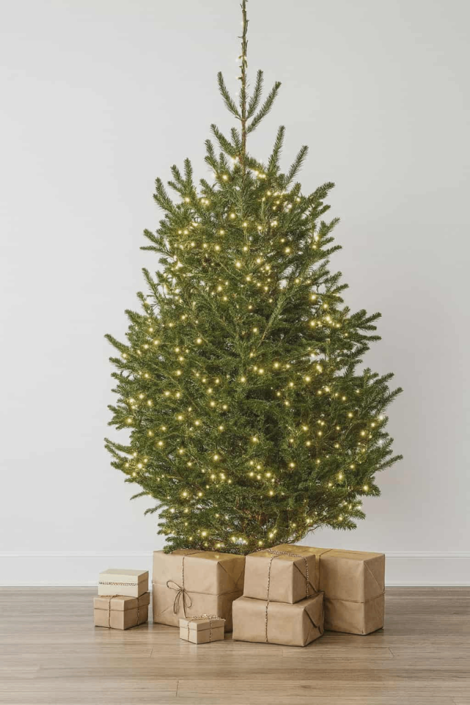 6FT REAL FIR CHRISTMAS TREE AND DELIVERY