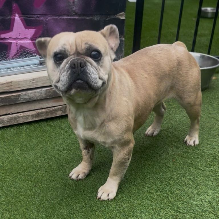 Female French bulldog 