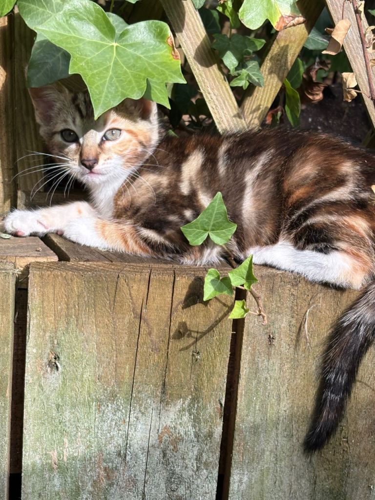 Beauty female kittens 