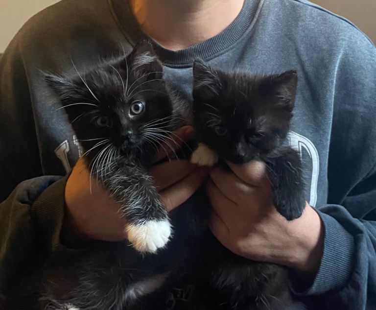 Kittens 