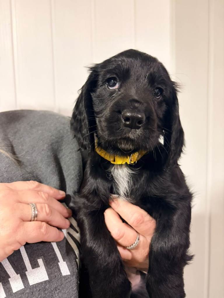 Cocker spaniel 