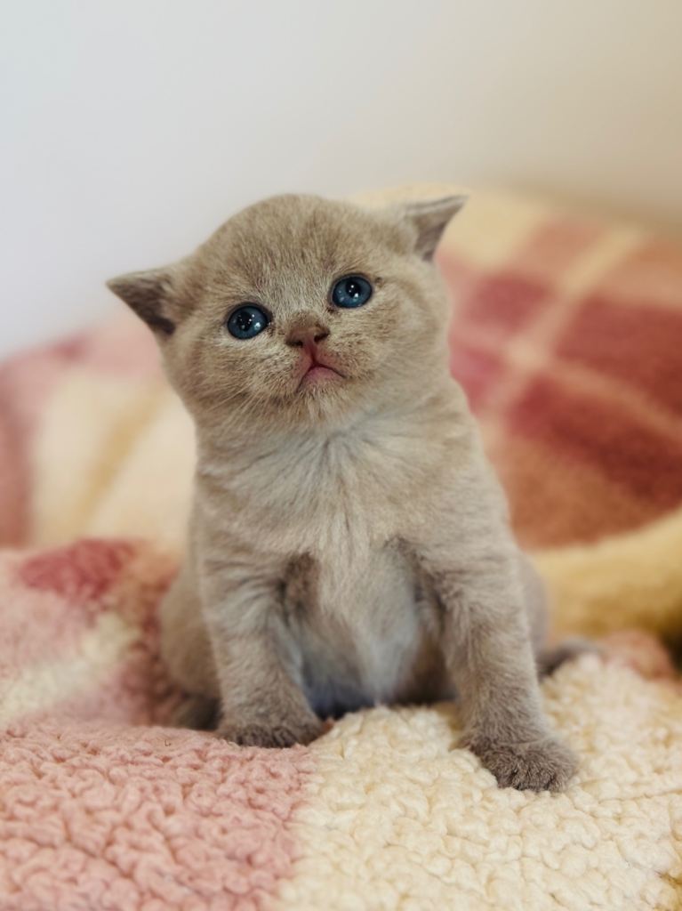 British Shorthair adorable Kittens Available 🤗