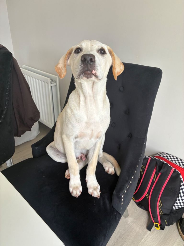German shepherd x lab boxer 