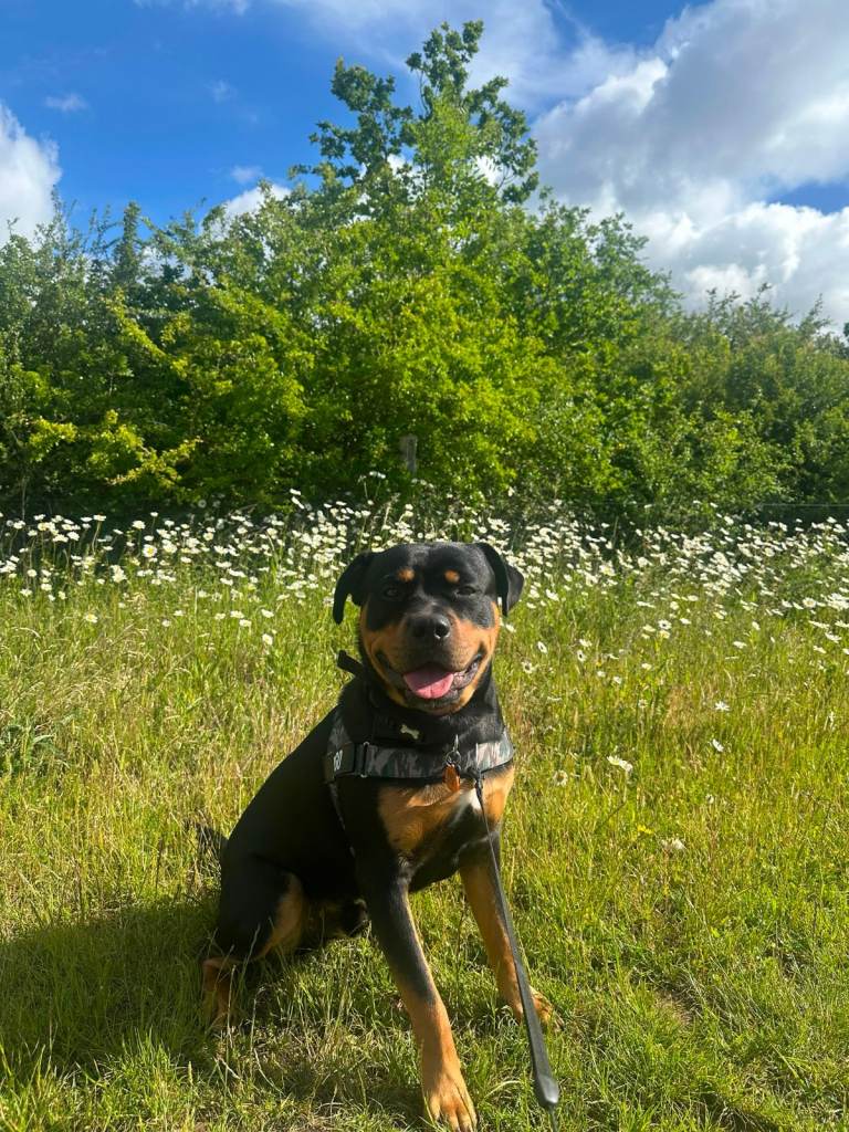 URGENT Rotwiller x Staffy for sale 