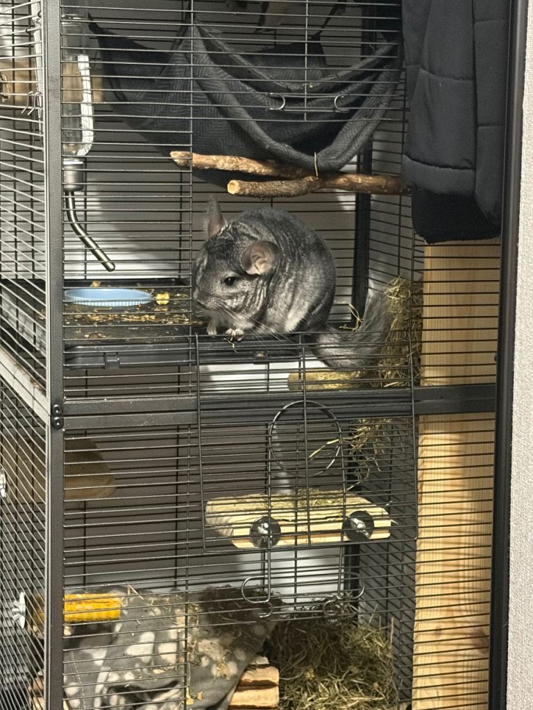 Male chinchilla for sale 1 year old 