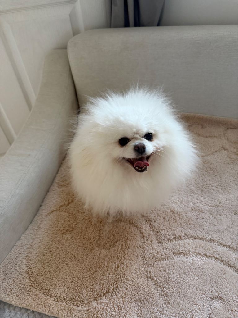 Beautiful female Pomeranian - Loving home needed