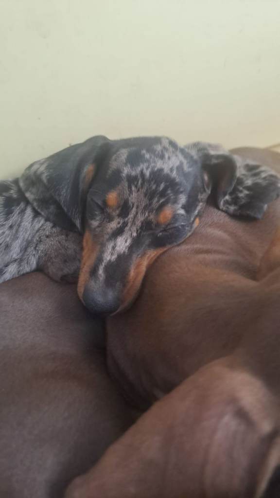 dachshund puppies