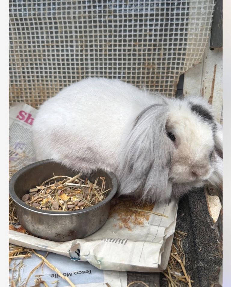 Lop eared rabbit 