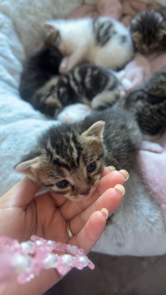 KITTENS FOR SALE READY IN MAY