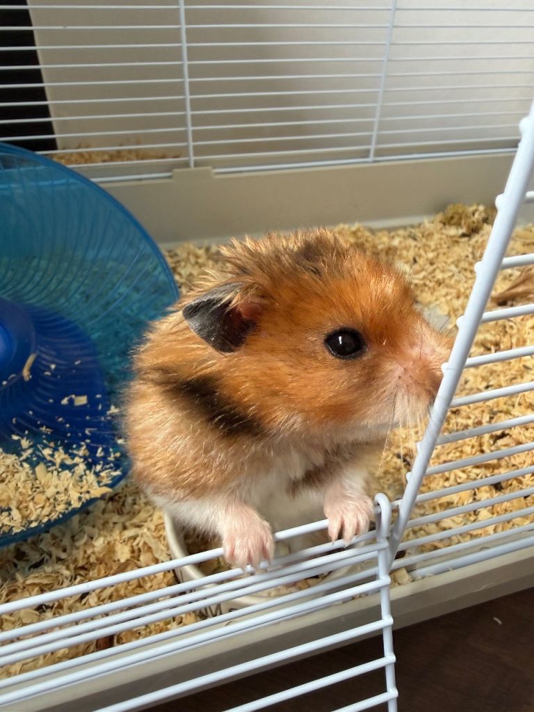 Syrian hamster with full set up 