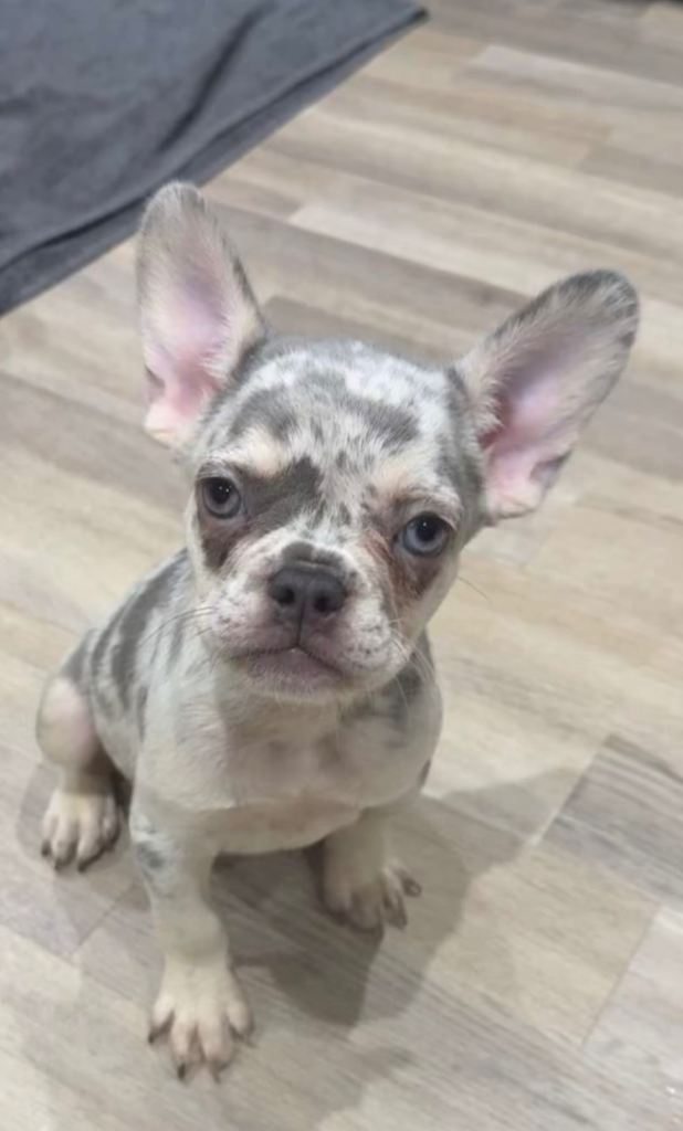 Female Merle French Bulldog looking for forever home