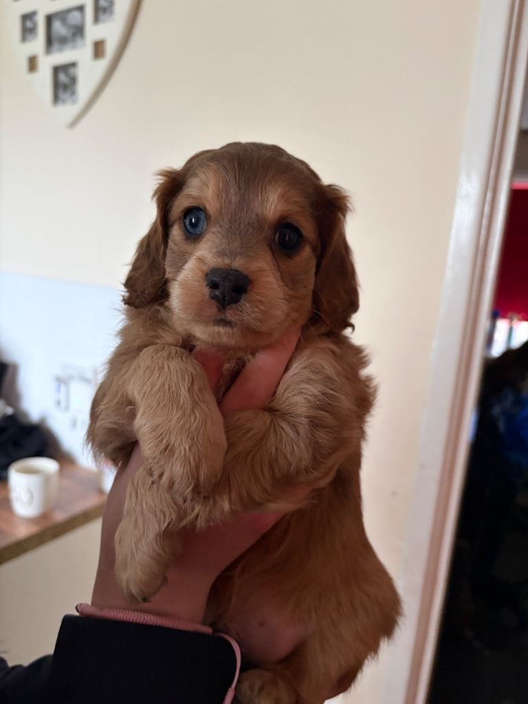 Cockapoo puppies 