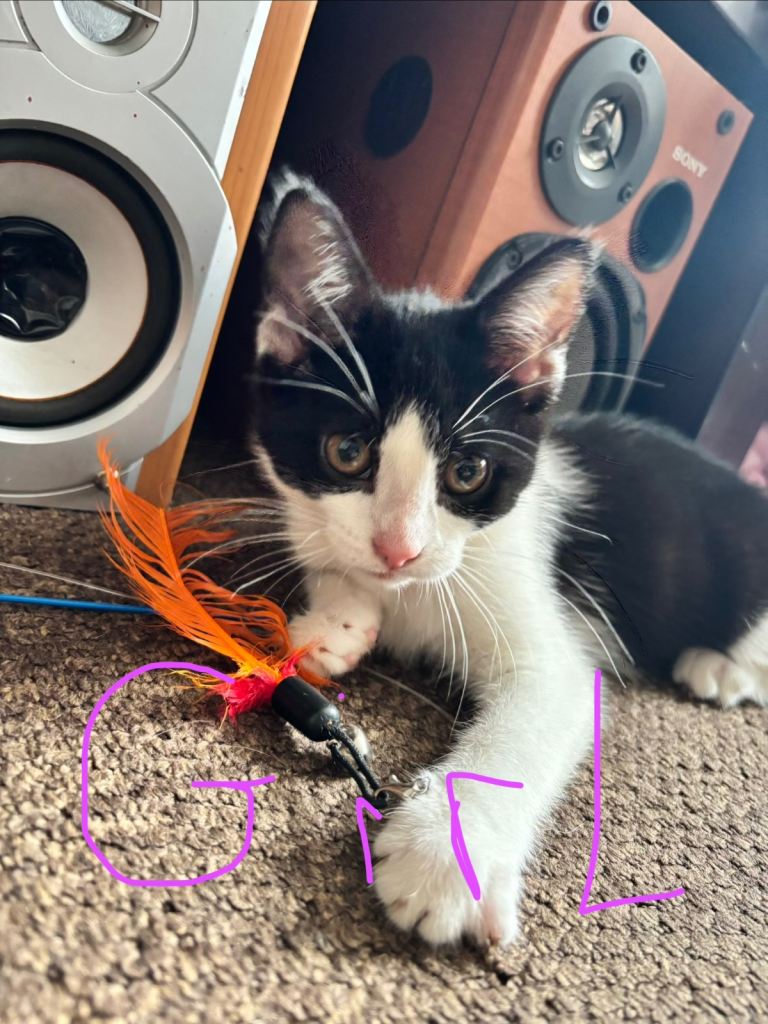 4 kittens need their forever home, 3 boys and 1 girl, Still available!