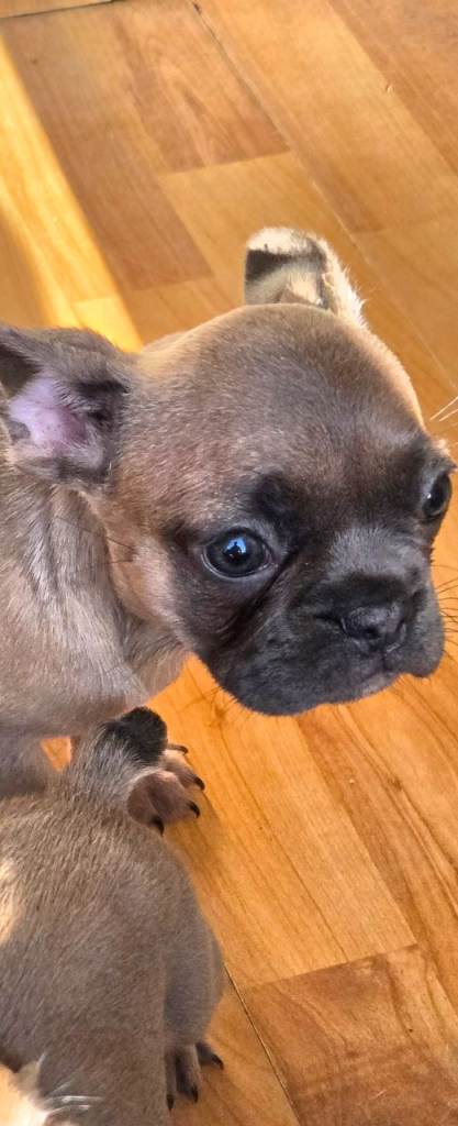 Adorable French Bulldog Puppies – Health Checked & Vaccinated