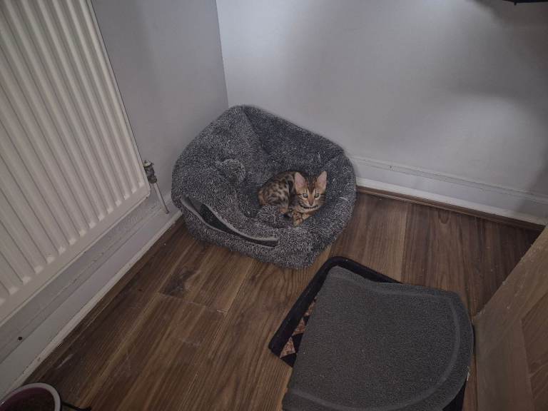 BENGAL KITTEN 