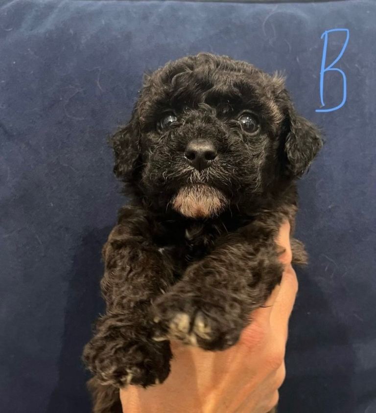 Cavapoo puppies for sale 