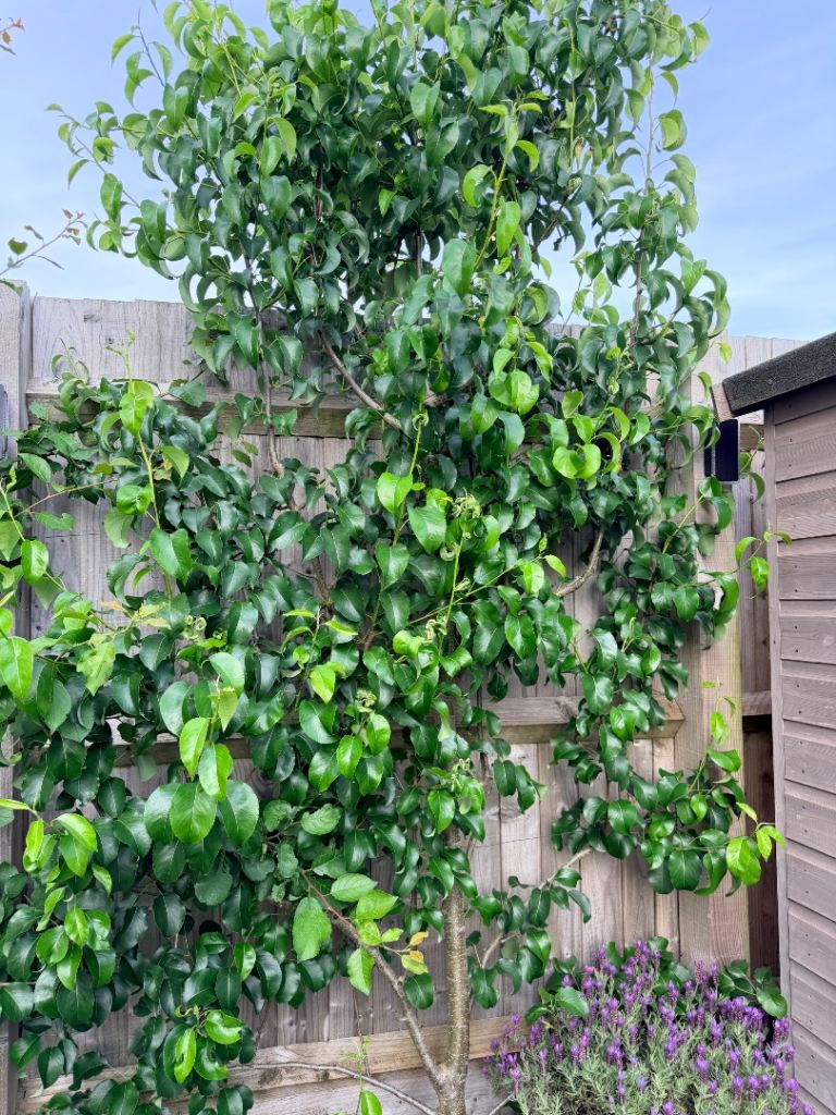 Well established clematis tree 