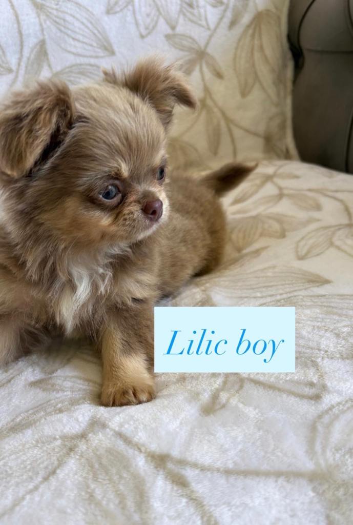 Beautiful chihuahuas 