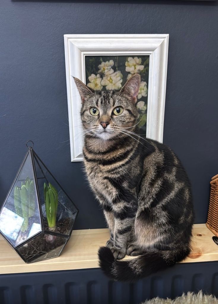 Beautiful half Bengal 