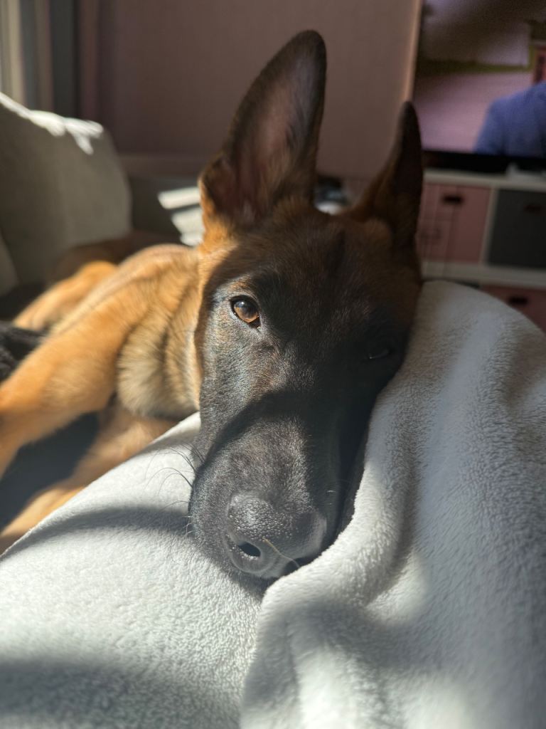 8 month male Belgian Malinois 