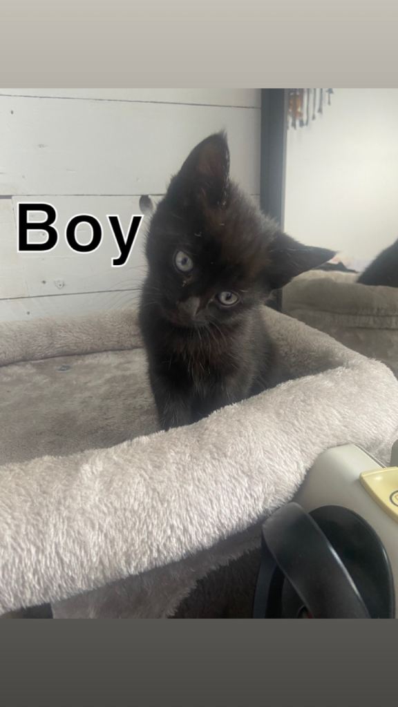 Kittens 