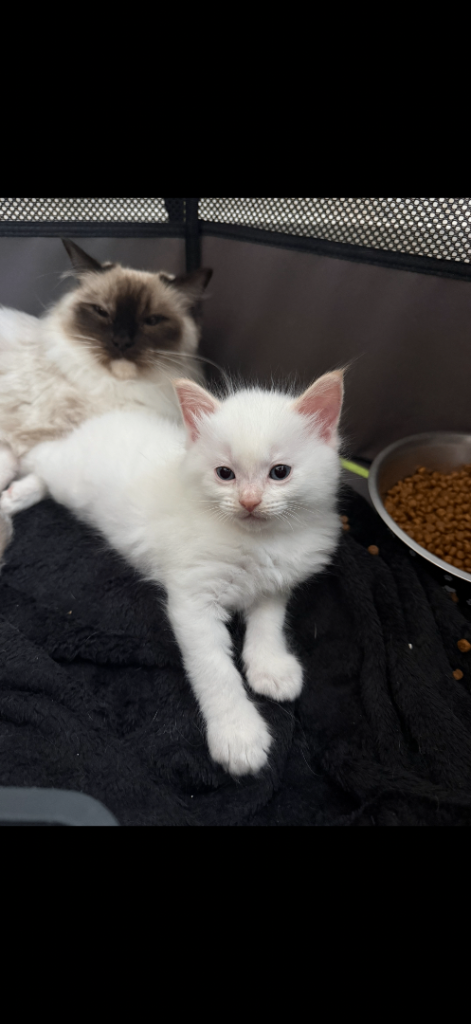 Flame point ragdoll
