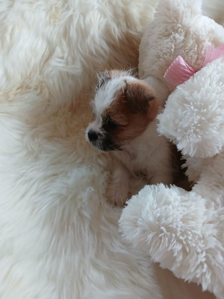 Shih Tzu x Terrier Puppies For Sale 