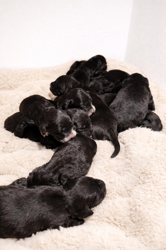 Deposits being take Beautiful Sproodle pups 