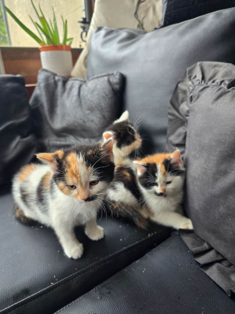 Farmyard Kittens