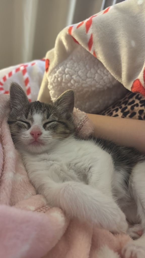 10 week old Tabby girl kitten