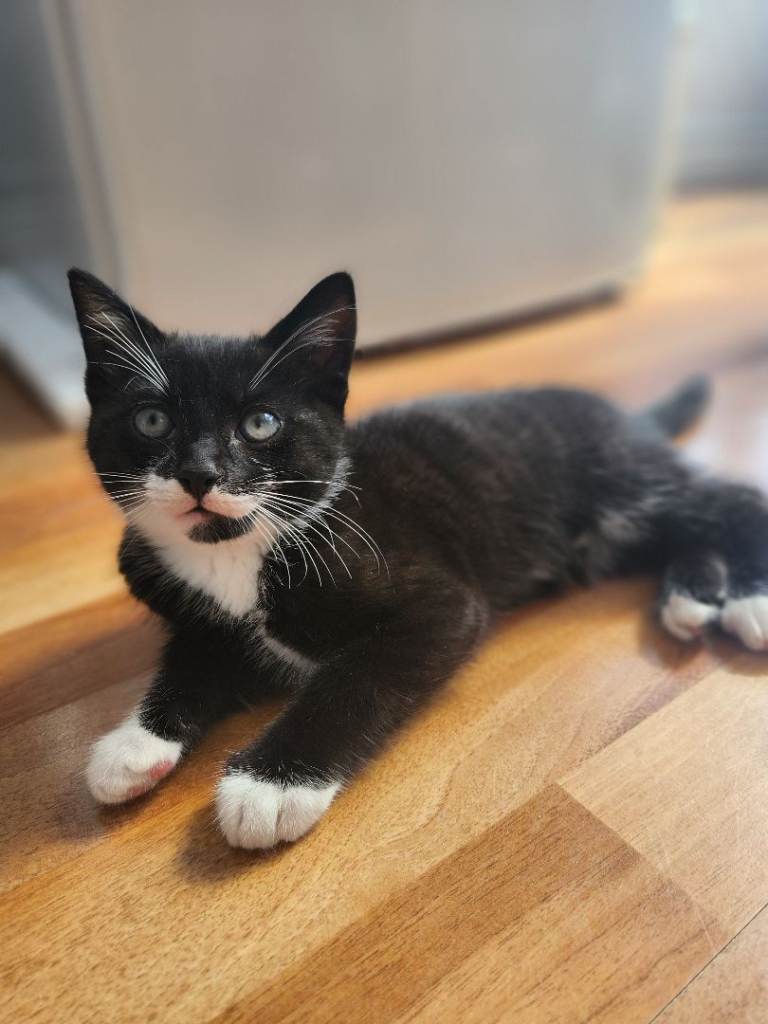 Kittens For Sale – Ready Now