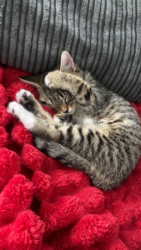 17 week old tabby kitten