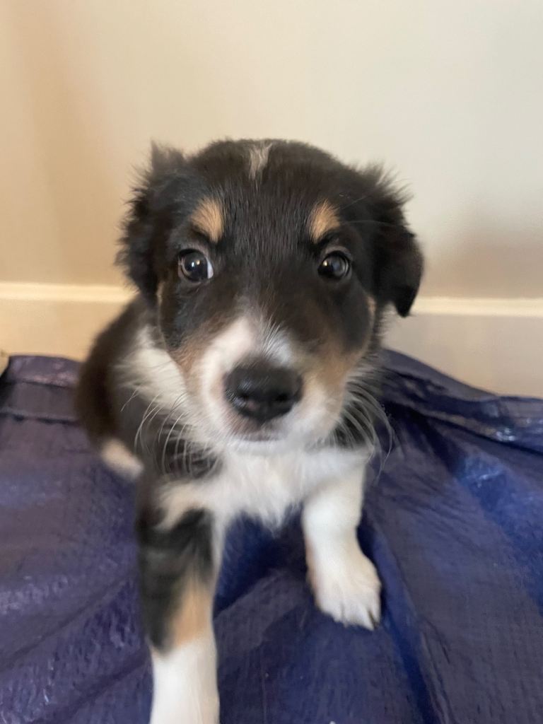 READY NOW!! Australian shepherd x collie puppies