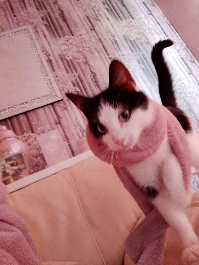 3 year old. Female cat