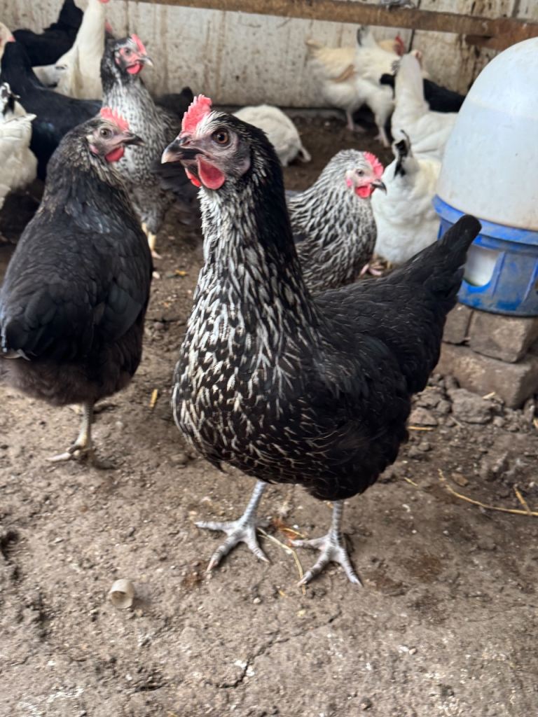 Chickens for sale 