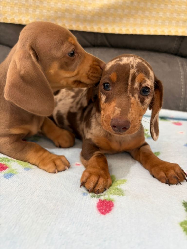 True miniature dachshund puppies 