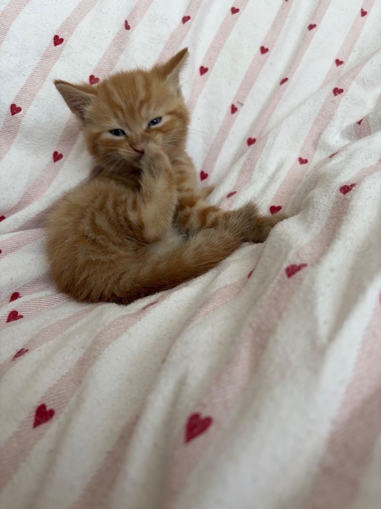 9 week old DSH Kittens for loving new homes 