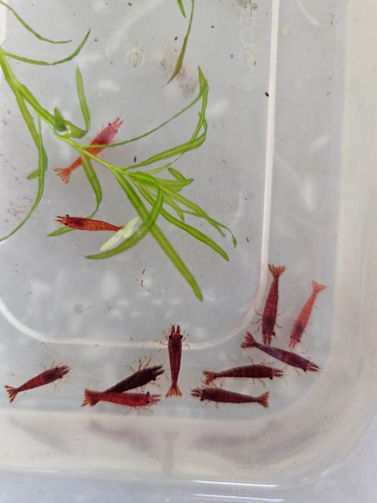 Cherry shrimp,yellow,blue,red,orange rilli