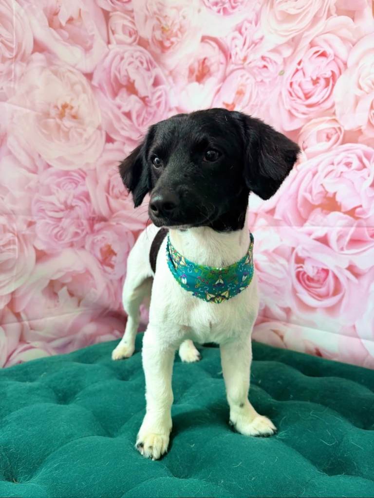 Spaniel cross