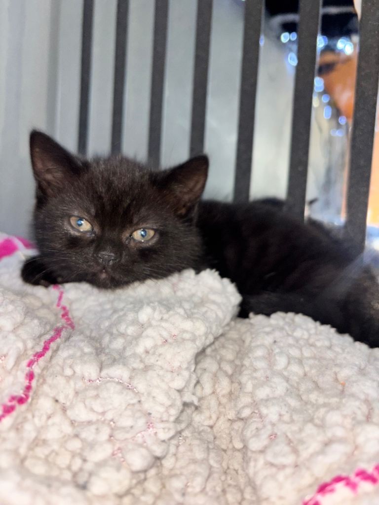 Kittens 