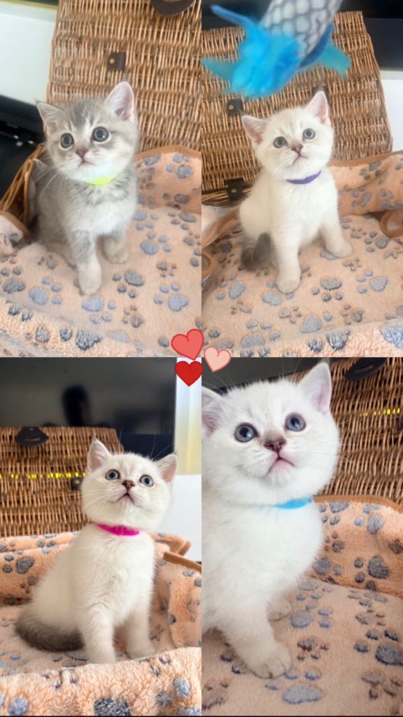 Cuteness overload 😻Rare British short hair/Chinchilla 