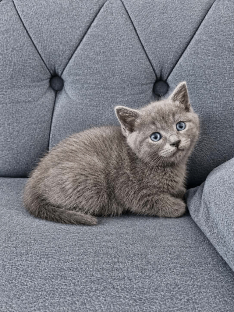 Gorgeous crossed British Kittens