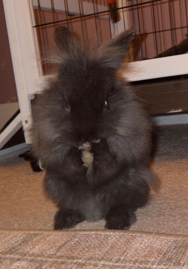dwarf lionhead rabbit