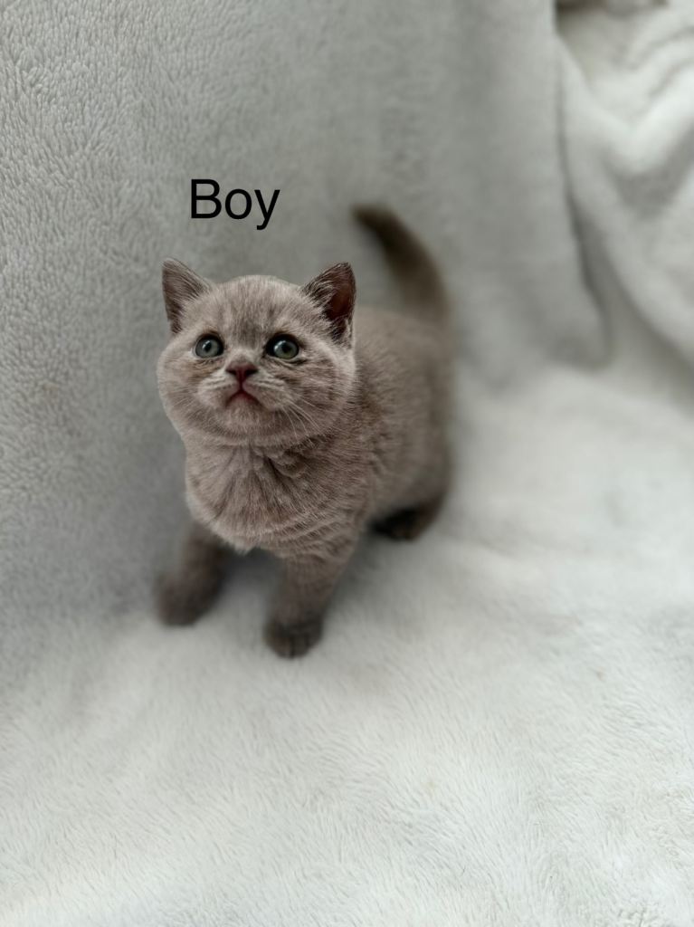 British shorthair Kittens 